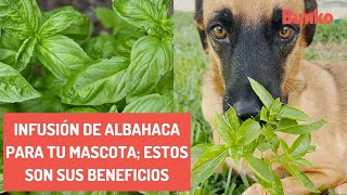 Infusión de albahaca para tu mascota estos son sus beneficios [upl. by Nihahs]