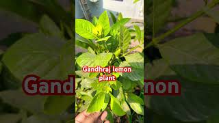 Gandhraj lemon plant thegreenparadise2024 gardening garden fruit trending trendingshorts [upl. by Adnaerb]