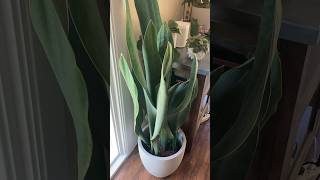 Sansevieria masoniana  Mason’s Congo Sansevieria  Whale Fin Sansevieria sansevieria whalefin [upl. by Eyla811]