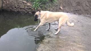 Anatolian shepherd solves problem [upl. by Assed]