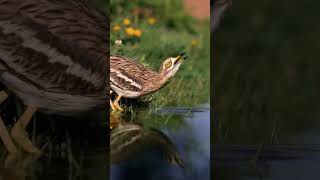 The Most Beautiful Birds on Planet Earthshorts birds birds birdsounds nature animals birding [upl. by Hopper]