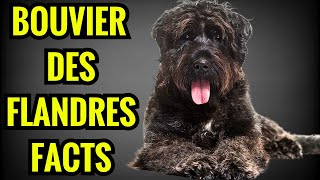 Bouviers des Flandres Facts  Top 13 Facts You Must Know [upl. by Addison14]