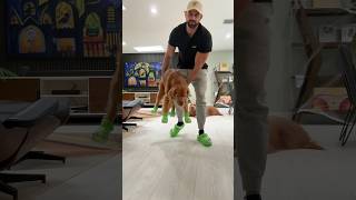 Angry Golden Retriever Tries On Crocs 😡🐶 dogcrocs goldenretriever dogdad [upl. by Aric]