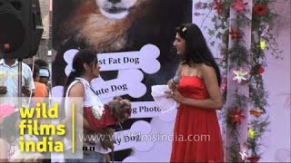 Shih tzu participates in a dog show at Ansal Plaza Delhi [upl. by Ivett]