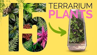 15 Best Plants for Closed Terrariums [upl. by Georgeanna747]