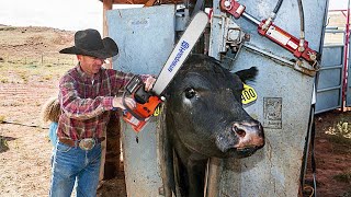 See how this cow machine works Incredible farm modern technology machines [upl. by Edlin]