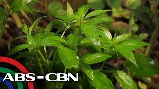 Salamat Dok Health benefits of Serpentina  Cure Mula sa Nature [upl. by Jeromy]