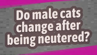 Do male cats change after being neutered [upl. by Mich]