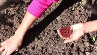 Direct Seeding of Tomatoes  Planting the Seed [upl. by Eimas]