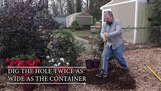 How to Plant Encore Azaleas  Expert Tips from HortTubes Jim Putnam [upl. by Atsugua]