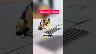 Este Perro Miraba Todos Los Días Dentro De Una Alcantarilla Y No Creerás Lo Que Hay Dentro [upl. by Lamar]