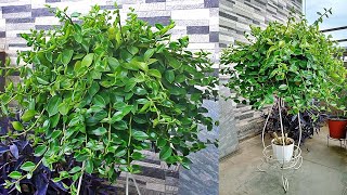 SIMPLEST Way To Make Peperomia BUSHY That Nobody Shared [upl. by Gaven]