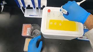 Polyacrylamide Gel Electrophoresis PAGE and Western Blotting [upl. by Eahs]