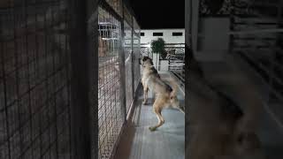 Kurish dog  pshdar  sagi pshdar  هاوشار، سه گپشده ر  masdif big dogs [upl. by Drabeck321]