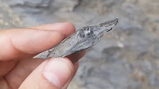 Fouille Fossile  Quelques Belemnites dans les Alpes [upl. by Bleier]