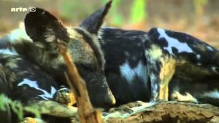 Une Vie de Chien DOCUMENTAIRE [upl. by Scrivings703]