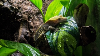 NaturalisticBioactive Crested Gecko Vivarium Build Housing Henry [upl. by Katharina]