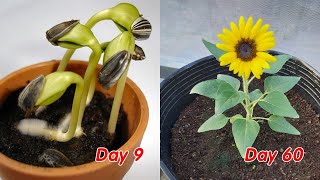 How to grow sunflower in pots at home full update [upl. by Vander]