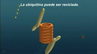 SISTEMA UBIQUITINA PROTEOSOMA EN ESPAÑOL UBIQUITIN PROTEASOME SYSTEM doblado al español [upl. by Assetak920]