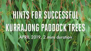 Hints for Successful Kurrajong Paddock Trees [upl. by Silohcin]