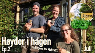 ALONSOHUSET JULI 2020 høyder i hagen kyllinger og blomstervandring [upl. by Ahola]