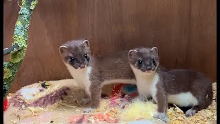 Whisper amp Stuart Two Adorable Stoat Kits Meet  Rescued amp Returned to the Wild  Robert E Fuller [upl. by Stepha]