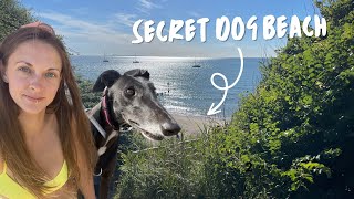 Van Life with a Dog  a Greyhound on Holiday 💕 secret dogfriendly beach in Dorset [upl. by Colby]