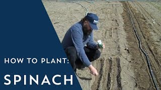 How to Plant Spinach [upl. by Eryt]