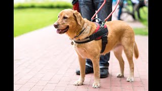 Unione Italiana Ciechi e Ipovedenti il Cane Guida [upl. by Odraccir]