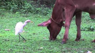 Cattle Egrets with Cattles [upl. by Conard]