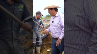 Revisando el Silo 🌽🔍 mexico campo ganado agricultura trabajoduro trabajo viralvideo [upl. by Ahsaei]