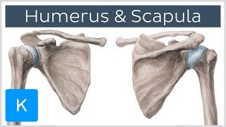 Humerus and Scapula Anatomy Definition Ligaments amp Bones  Kenhub [upl. by Thalassa695]