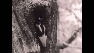 Every IvoryBilled Woodpecker Call Videos I Could Find On YouTube [upl. by Ihcehcu]