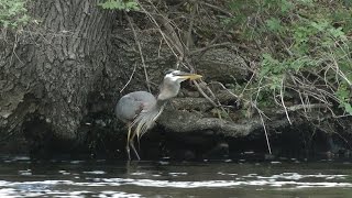 Great Blue Heron Swallows a Herring on the Charles River [upl. by Nnanaej201]