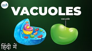 Cells  Lesson 13  Vacuoles  in Hindi हिंदी में   Infinity Learn [upl. by Abbe]