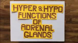 HYPO AND HYPERFUNCTION OF THE ADRENAL GLANDS  GROUP 2 AP [upl. by Adnahsat]