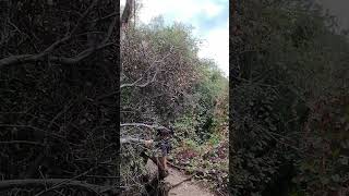 The DJI Neo had a bit of trouble in the trees on this trail mtb mountainbike trail outdoors [upl. by Ardyaf]