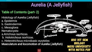 Histology of aurelia  epidermis gastrodermis mesogloea amp type of nematocysts musculature amp loco [upl. by Renrew]