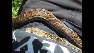 Cuban boa and bosc monitors first time outdoors [upl. by Prentiss705]