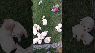 Cavachon puppies Cavalier x Bichon Frise [upl. by Ana]