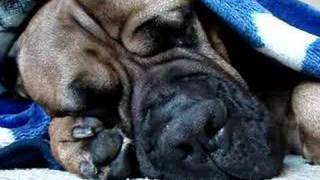 Bullmastiff quotAjayquot Snoring [upl. by Claudetta]