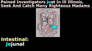 Superior Mesenteric Artery Anatomy Mnemonic Abdominal Blood Supply to MidGut Tutorial [upl. by Pattison]