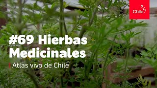 69 Hierbas medicinales  Atlas Vivo de Chile [upl. by Dal79]