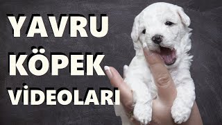 Yavru Köpek Videoları 🐶 Köpek Sesleri [upl. by Haye491]