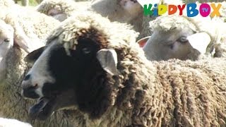 Bauernhof Tiere  Schafe  Sheep  KIDDYBOXTV [upl. by Vasily]