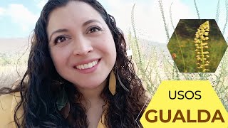 Gualda características usos y propiedades de la planta reseda luteola [upl. by Rogozen]