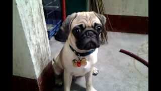 Tearyeyed Chowder  our pug crying when he was scolded [upl. by Meadows]