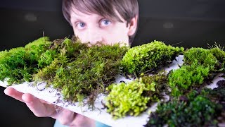 Collecting amp Identifying Moss [upl. by Gery377]