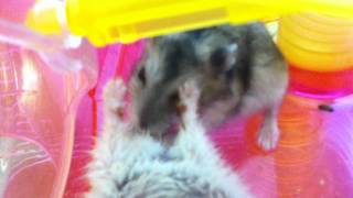 Cannibalization of a hamster ・ハムスターの共食い★死体 Dead person [upl. by Tootsie957]