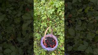 Picking Dewberries cooking wildberry nature dewberry shorts cuocsongmy wildfruit recipe [upl. by Adniuqal113]